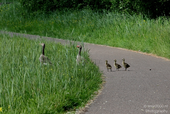 Goose_and_goslings_Birds_Photography_Nature_Photography_Canon_EOS_R5_Mark_II_2025_001.JPG