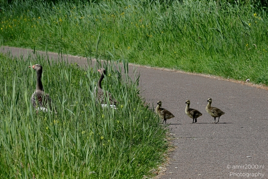 Goose_and_goslings_Birds_Photography_Nature_Photography_Canon_EOS_R5_Mark_II_2025_002.JPG