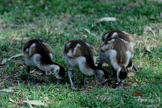 Gosling_Egyptian_goose_Birds_Photography_Nature_Photography_Canon_EOS_R5_Mark_II_2025_001.JPG