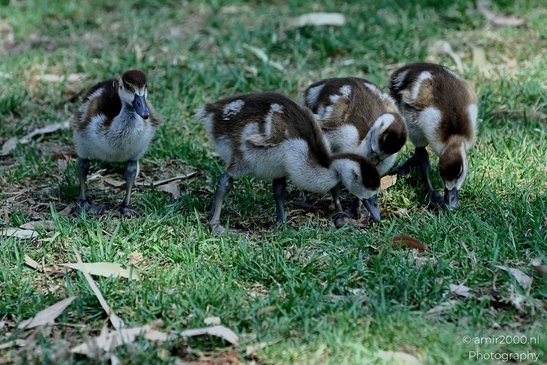 Gosling_Egyptian_goose_Birds_Photography_Nature_Photography_Canon_EOS_R5_Mark_II_2025_002.JPG
