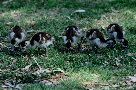 Gosling_Egyptian_goose_Birds_Photography_Nature_Photography_Canon_EOS_R5_Mark_II_2025_003.JPG