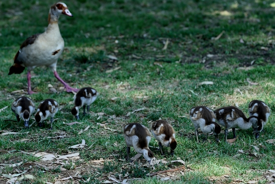 Gosling_Egyptian_goose_Birds_Photography_Nature_Photography_Canon_EOS_R5_Mark_II_2025_004.JPG