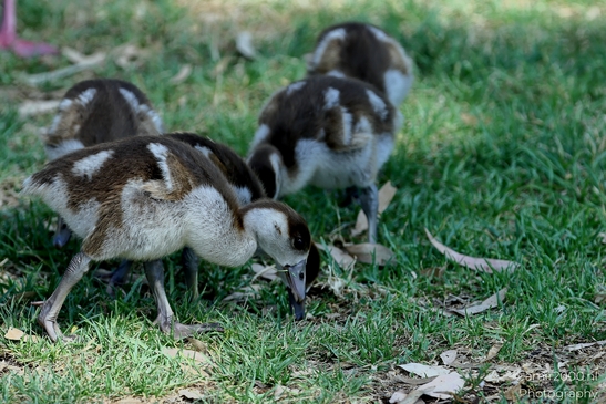 Gosling_Egyptian_goose_Birds_Photography_Nature_Photography_Canon_EOS_R5_Mark_II_2025_005.JPG