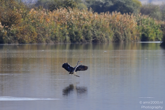 Great_Blue_Heron_Landing_On_Water_With_Reflections_In_Hula_Nature_Reserve_Birds_Photography_nature_Photography_Canon_EOS_R5_Mark_II_2025_002.JPG