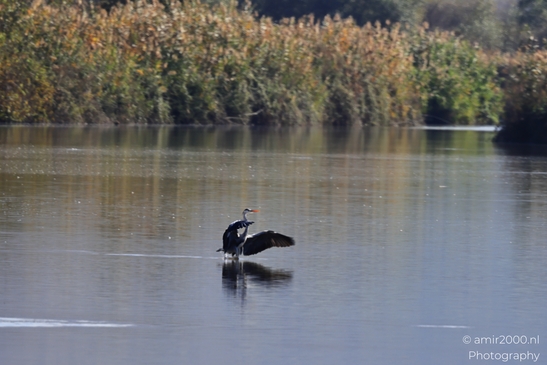 Great_Blue_Heron_Landing_On_Water_With_Reflections_In_Hula_Nature_Reserve_Birds_Photography_nature_Photography_Canon_EOS_R5_Mark_II_2025_003.JPG