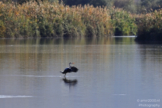 Great_Blue_Heron_Landing_On_Water_With_Reflections_In_Hula_Nature_Reserve_Birds_Photography_nature_Photography_Canon_EOS_R5_Mark_II_2025_004.JPG