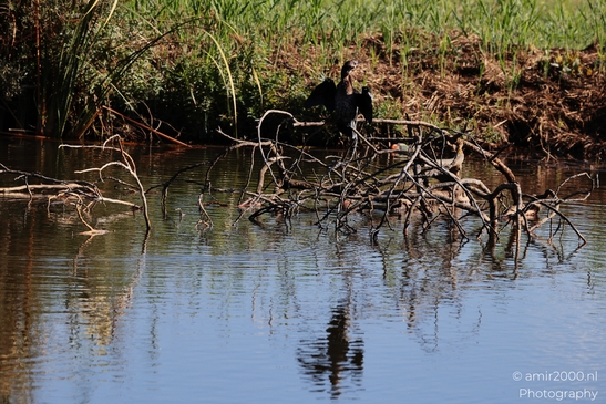 Great_Cormorant_Drying_Wings_In_Hula_Nature_Reserve_Birds_Photography_nature_Photography_Canon_EOS_R5_Mark_II_2025_001.JPG