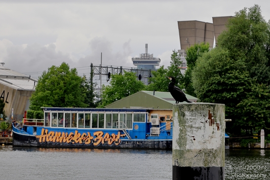 Great_Cormorant_in_Amsterdam_Birds_Photography_Nature_Photography_Canon_EOS_R5_Mark_II_2025_001.JPG