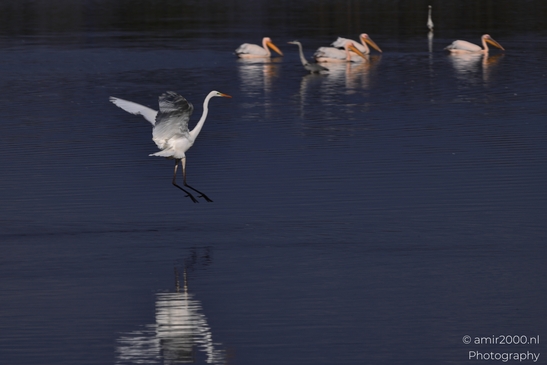Great_Egret_Landing_On_Water_With_Pelicans_In_Background_In_Hula_Nature_Reserve_Birds_Photography_nature_Photography_Canon_EOS_R5_Mark_II_2025_001.JPG
