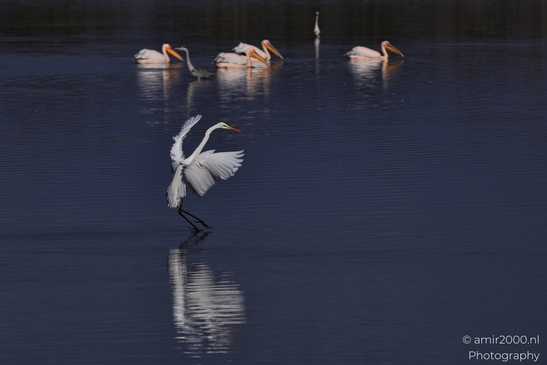 Great_Egret_Landing_On_Water_With_Pelicans_In_Background_In_Hula_Nature_Reserve_Birds_Photography_nature_Photography_Canon_EOS_R5_Mark_II_2025_002.JPG