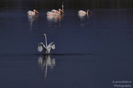 Great_Egret_Landing_On_Water_With_Pelicans_In_Background_In_Hula_Nature_Reserve_Birds_Photography_nature_Photography_Canon_EOS_R5_Mark_II_2025_003.JPG