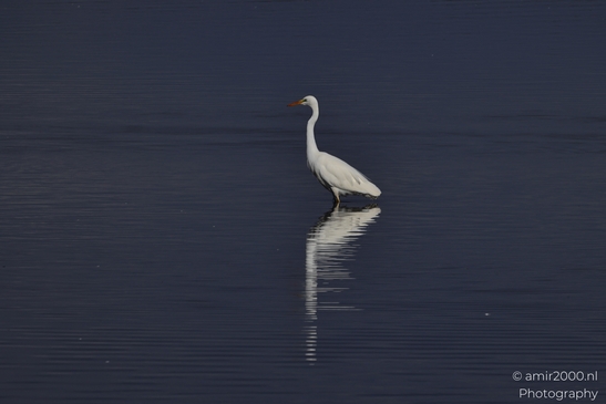 Great_Egret_Standing_In_Hula_Nature_Reserve_Birds_Photography_nature_Photography_Canon_EOS_R5_Mark_II_2025_002.JPG