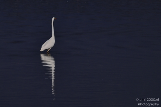 Great_Egret_Standing_In_Hula_Nature_Reserve_Birds_Photography_nature_Photography_Canon_EOS_R5_Mark_II_2025_003.JPG