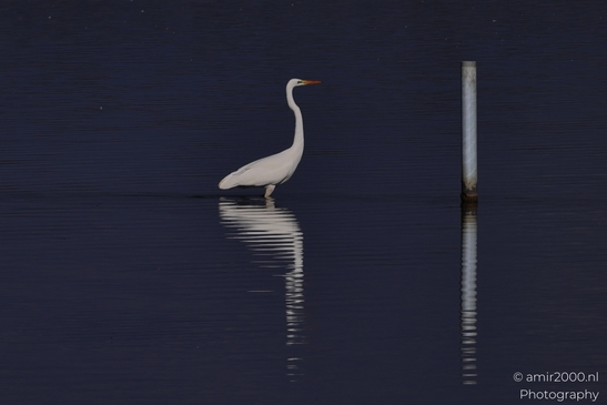 Great_Egret_Standing_In_Hula_Nature_Reserve_Birds_Photography_nature_Photography_Canon_EOS_R5_Mark_II_2025_004.JPG
