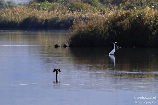 Great_Egret_Wading_In_Hula_Nature_Reserve_Birds_Photography_nature_Photography_Canon_EOS_R5_Mark_II_2025_001.JPG