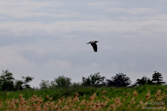 Great_blue_heron_Blauwe_reiger_in_the_air_Birds_Photography_Nature_Photography_Canon_EOS_R5_Mark_II_2025_001.JPG