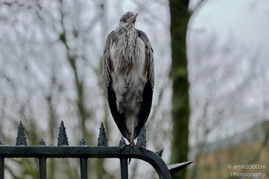 Great_blue_heron_Blauwe_reiger_spring_Birds_Photography_Nature_Photography_Canon_EOS_R5_Mark_II_2025_002.JPG