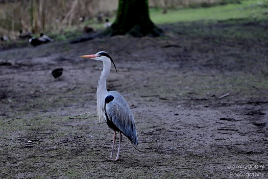 Great_blue_heron_Blauwe_reiger_spring_Birds_Photography_Nature_Photography_Canon_EOS_R5_Mark_II_2025_003.JPG
