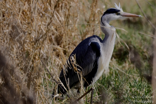 Great_blue_heron_Blauwe_reiger_spring_Birds_Photography_Nature_Photography_Canon_EOS_R5_Mark_II_2025_004.JPG