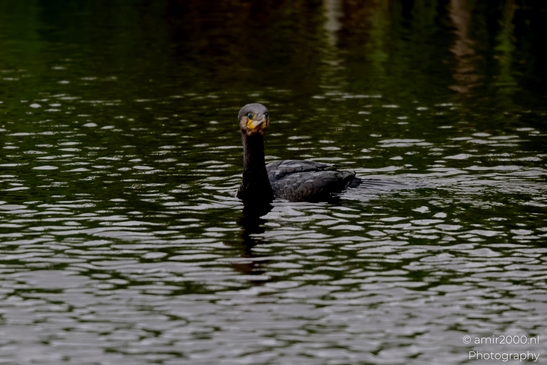 Great_cormorant_swimming_on_canal_sequence_Birds_Photography_Nature_Photography_Canon_EOS_R5_Mark_II_2025_001.JPG