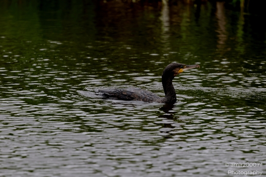 Great_cormorant_swimming_on_canal_sequence_Birds_Photography_Nature_Photography_Canon_EOS_R5_Mark_II_2025_002.JPG