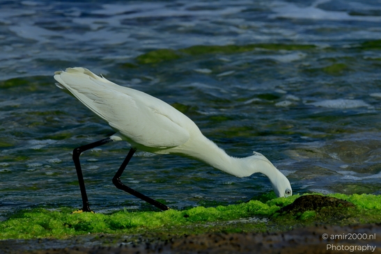 Great_egret_in_the_Mediterranean_Sea_Israel_Birds_Photography_Nature_Photography_Canon_EOS_R5_Mark_II_2025_001.JPG