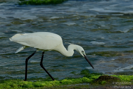 Great_egret_in_the_Mediterranean_Sea_Israel_Birds_Photography_Nature_Photography_Canon_EOS_R5_Mark_II_2025_002.JPG