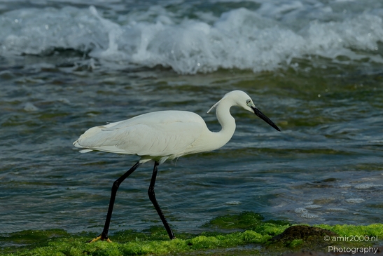 Great_egret_in_the_Mediterranean_Sea_Israel_Birds_Photography_Nature_Photography_Canon_EOS_R5_Mark_II_2025_003.JPG