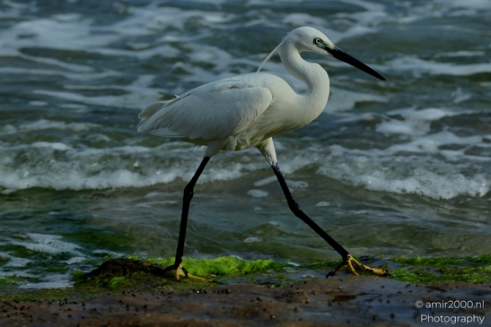 Great_egret_in_the_Mediterranean_Sea_Israel_Birds_Photography_Nature_Photography_Canon_EOS_R5_Mark_II_2025_004.JPG