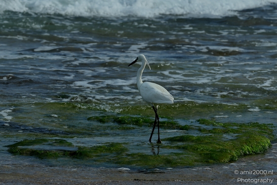 Great_egret_in_the_Mediterranean_Sea_Israel_Birds_Photography_Nature_Photography_Canon_EOS_R5_Mark_II_2025_005.JPG