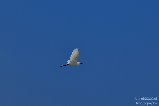 Great_egret_in_the_Mediterranean_Sea_Israel_Birds_Photography_Nature_Photography_Canon_EOS_R5_Mark_II_2025_006.JPG