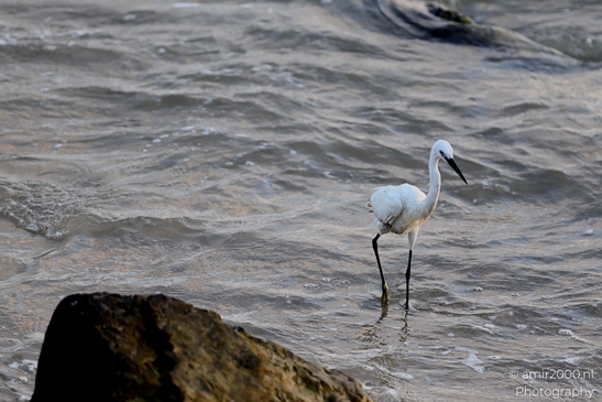 Great_egret_in_the_Mediterranean_Sea_Israel_Birds_Photography_Nature_Photography_Canon_EOS_R5_Mark_II_2025_007.JPG
