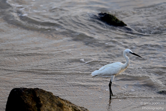 Great_egret_in_the_Mediterranean_Sea_Israel_Birds_Photography_Nature_Photography_Canon_EOS_R5_Mark_II_2025_008.JPG