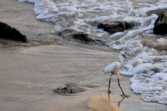 Great_egret_in_the_Mediterranean_Sea_Israel_Birds_Photography_Nature_Photography_Canon_EOS_R5_Mark_II_2025_009.JPG