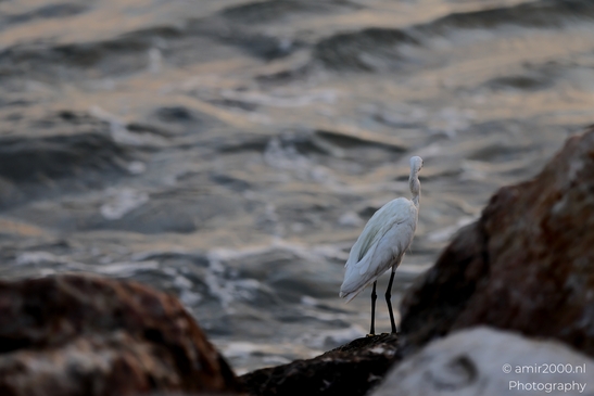 Great_egret_in_the_Mediterranean_Sea_Israel_Birds_Photography_Nature_Photography_Canon_EOS_R5_Mark_II_2025_010.JPG