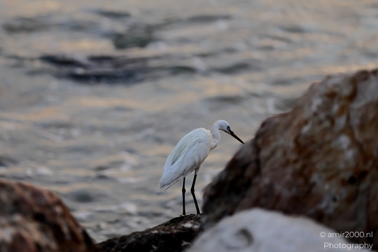 Great_egret_in_the_Mediterranean_Sea_Israel_Birds_Photography_Nature_Photography_Canon_EOS_R5_Mark_II_2025_011.JPG
