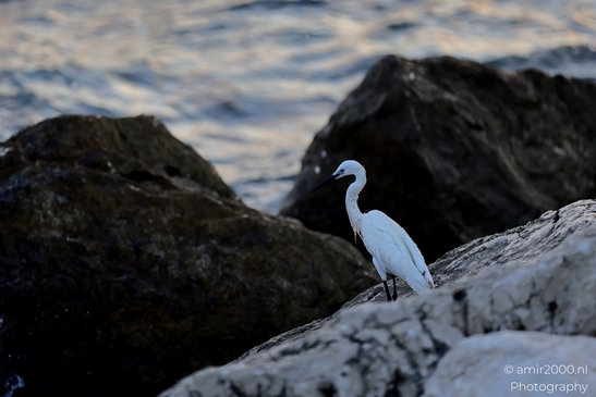 Great_egret_in_the_Mediterranean_Sea_Israel_Birds_Photography_Nature_Photography_Canon_EOS_R5_Mark_II_2025_012.JPG