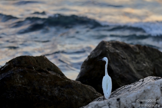 Great_egret_in_the_Mediterranean_Sea_Israel_Birds_Photography_Nature_Photography_Canon_EOS_R5_Mark_II_2025_013.JPG
