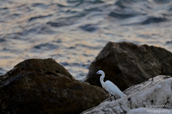 Great_egret_in_the_Mediterranean_Sea_Israel_Birds_Photography_Nature_Photography_Canon_EOS_R5_Mark_II_2025_014.JPG