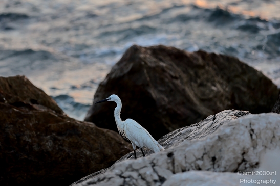 Great_egret_in_the_Mediterranean_Sea_Israel_Birds_Photography_Nature_Photography_Canon_EOS_R5_Mark_II_2025_015.JPG