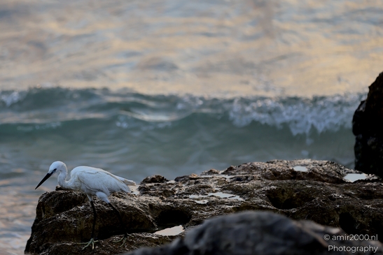 Great_egret_in_the_Mediterranean_Sea_Israel_Birds_Photography_Nature_Photography_Canon_EOS_R5_Mark_II_2025_016.JPG