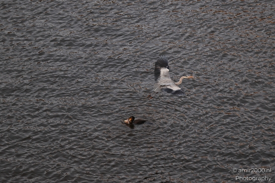 A Grey Heron is flying over a Cormorant in Amsterdam Canal. - image from year 2025 #001