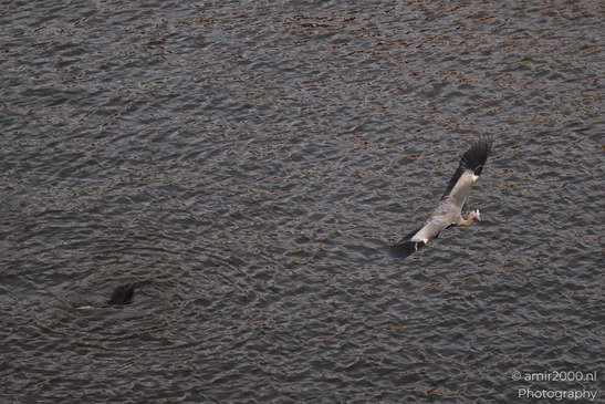Across the frame, a wildlife subject is perched near distant trees with light cloud cover. - image from year 2025 #002