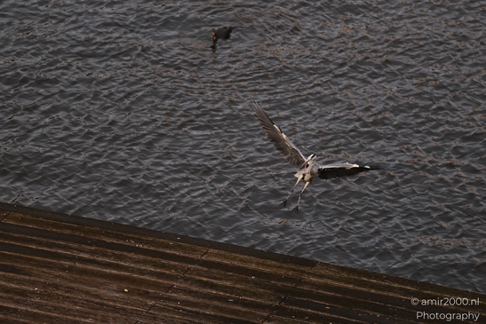 A wildlife subject rests on a visible perch with nearby plants and dry grass in view. - image from year 2025 #003