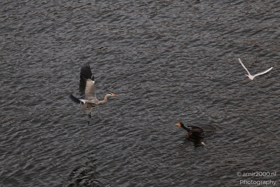 A Grey Heron and a Cormorant are seen in an Amsterdam canal. - image from year 2025 #004