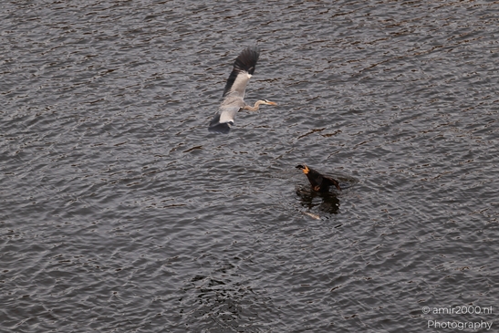 A Grey Heron is seen in flight over a Cormorant swimming and hunting for fish. - image from year 2025 #005