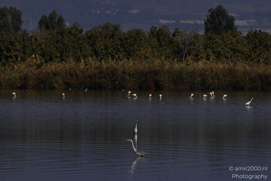 Grey_Heron_And_Pink_Flamingos_In_Hula_Nature_Reserve_Birds_Photography_nature_Photography_Canon_EOS_R5_Mark_II_2025_001.JPG