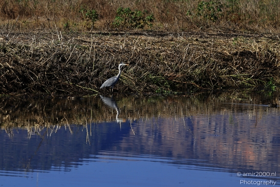 Grey_Heron_On_Riverbank_In_Hula_Nature_Reserve_Birds_Photography_nature_Photography_Canon_EOS_R5_Mark_II_2025_001.JPG