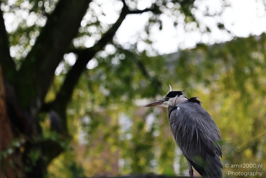 Grey_Heron_With_Blurred_Background_Birds_Photography_nature_Photography_Canon_EOS_R5_Mark_II_2025_001.JPG