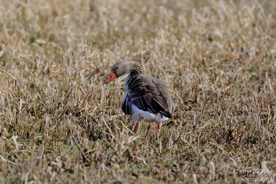 Greylag_Geese_Birds_Photography_Nature_Photography_Canon_EOS_R5_Mark_II_2025_001.JPG